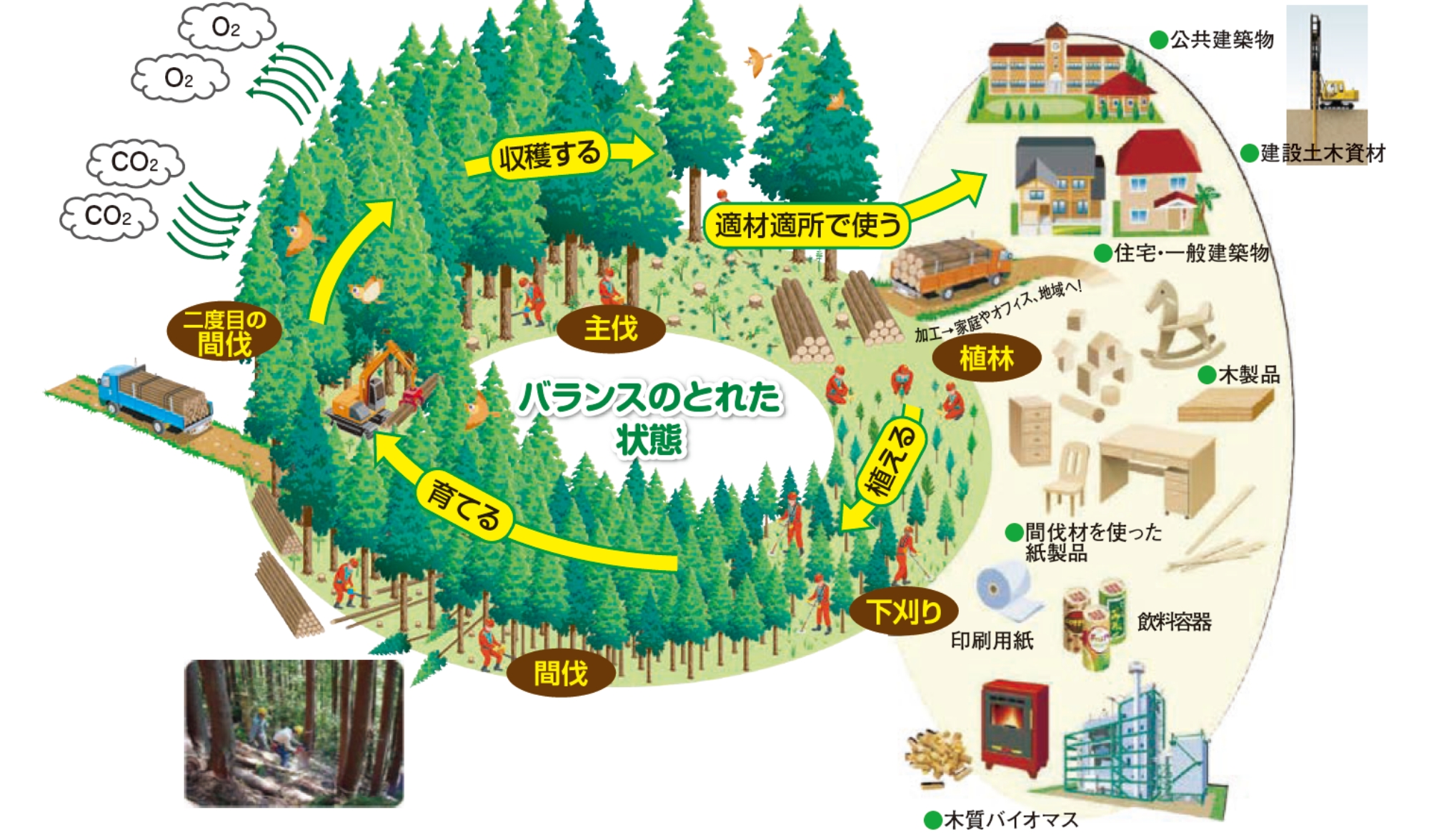 木材利用による炭素循環イメージ図